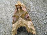 Angle shades moth - Rachel Scopes